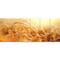 Designart - Ears of Golden Wheat Close up - Large Landscape Canvas Art
